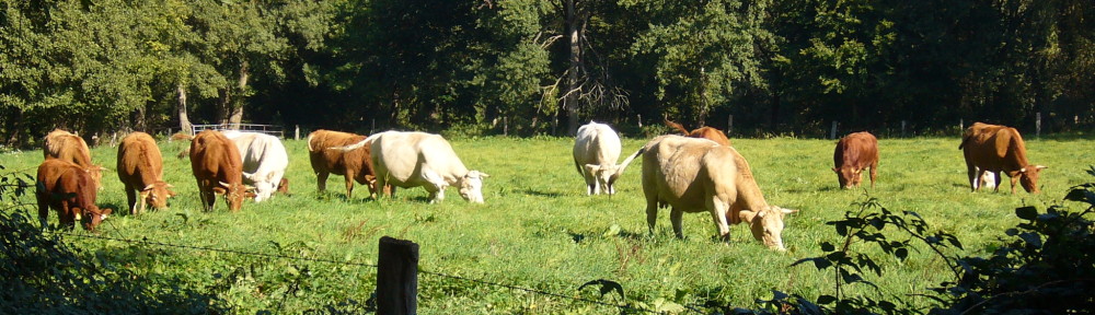 burgdorf.burgdorf-reporter.de
