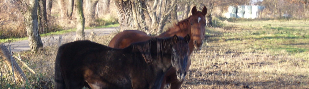 burgdorf.burgdorf-reporter.de