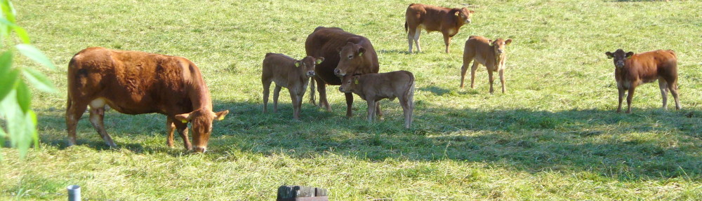 burgdorf.burgdorf-reporter.de