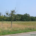 im Hintergrund soll eine Streuobstwiese angelegt werde ( links stehen bereits schon obstbäume entlang der Straße