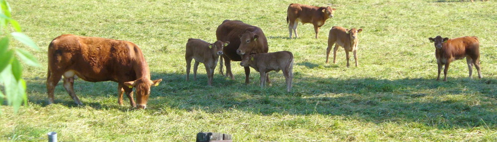 burgdorf.burgdorf-reporter.de