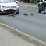 Enten auf Fahrbahn (11)