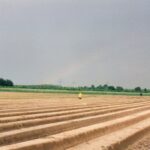 Spargelfeld Burgdorf Nordwest