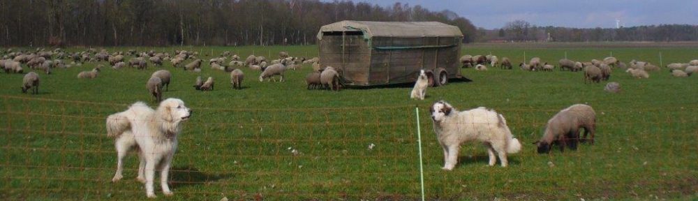 burgdorf.burgdorf-reporter.de
