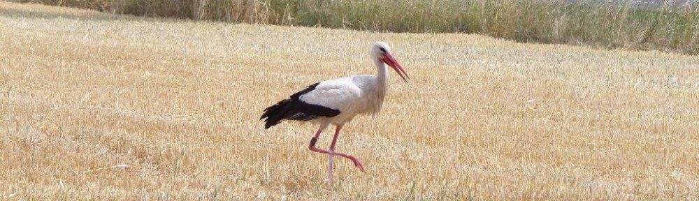 burgdorf.burgdorf-reporter.de