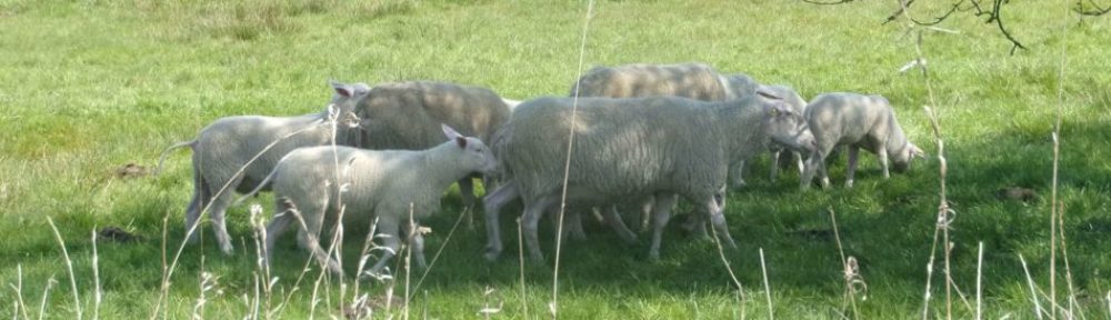 burgdorf.burgdorf-reporter.de