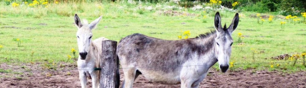 burgdorf.burgdorf-reporter.de