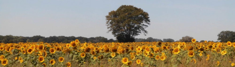 burgdorf.burgdorf-reporter.de
